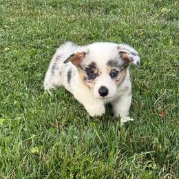 Thames-Triple Clear - Blue merle and white male American Corgi puppy in Scottown, Ohio from Wyndy Ridge Corgis