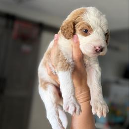 New girl - Parti female Goldendoodle puppy in Spring Hill, Florida from Ohana Doodles x Frenchies