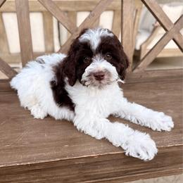 Aspen - Brown and white female Aussiedoodle puppy in Allen, Texas from Calena’s Doodles