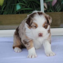 Anchorage - Red merle male Australian Shepherd puppy in Circleville, Utah from Canyon Creek Aussies