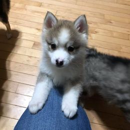 Pomsky Puppies from Luxury Pomsky