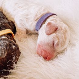 Poodle Puppies from LeBaron Standard Poodles