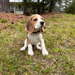Baby Girl - Black tan and white female Beagle puppy in Monticello, Georgia from Beaglelove