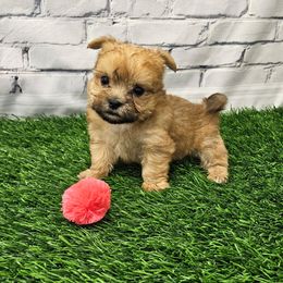 Benji - Gold male Morkie puppy in Monticello, Iowa from Ashley’s Puppies