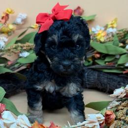 Skye - Phantom female Goldendoodle puppy in Cape Coral, Florida from Nay Nays Mini Doodles