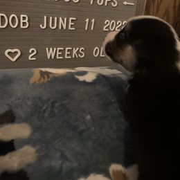 American Corgi Puppies from Mac-Kuz Kennels