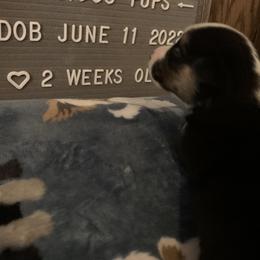 American Corgi Puppies from Mac-Kuz Kennels