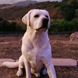 Labrador Retrievers from Sammieslabpuppies