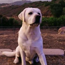 Labrador Retrievers from Sammieslabpuppies