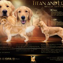 Golden Retriever puppies from Ritidian Goldens