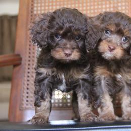 Bernedoodle and Cavapoo Puppies from Lawler’s Legacy Litters