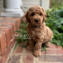 Goldendoodle Puppies from Carlie and Co. Goldendoodles