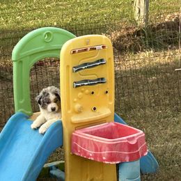 Big Blue - Blue merle male Miniature American Shepherd puppy in Irvington, Kentucky from TimberRidge