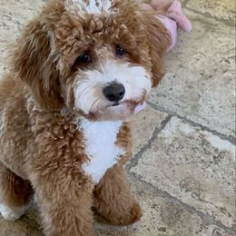 Fendi - Cavapoo