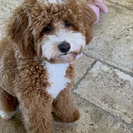 Fendi - Cavapoo