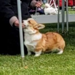 Kirby - Pembroke Welsh Corgi