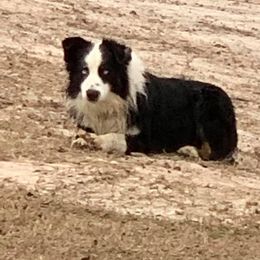 Australian Shepherds from Stephanie Head's Aussies