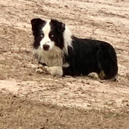 Australian Shepherds from Stephanie Head's Aussies