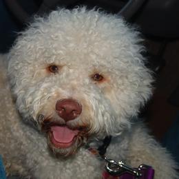 Lagotto Romagnolo All Grown Up from Flying Curls Lagotto Romagnolo