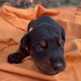 Adeline - Black and rust female Doberman Pinscher puppy in Toney, Alabama from Bhon Mhuir Dobermanns