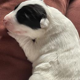 Sporty Mix Puppies from Seay's Sporty Mixes