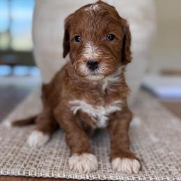 Margie - red - Red  female Goldendoodle puppy in Yuciapa, California from AlltheDoodlez_