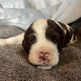 Shane - Brown and white male Cocker Spaniel puppy in Draper, Virginia from S&J Spaniels