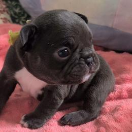 Jersey - Liver female French Bulldog puppy in Fort Atkinson, Wisconsin from Bishop Bullyz