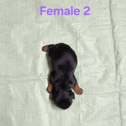 AKC BLACK AND TAN 2 - Black and tan female Cavalier King Charles Spaniel puppy in Joplin, Missouri, Missouri from HOL-A-DA CAVALIERS