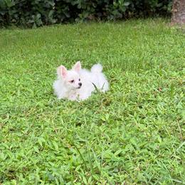Tiny Milo 4.5 lbs  2500 - Cream parti male Pomeranian puppy in Bonita Springs, Florida from 🤎 Dreaming Puppies 🐶