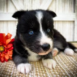 Ava - Black and white female Siberian Husky puppy in Union Grove, Alabama from Southern Siberian Life
