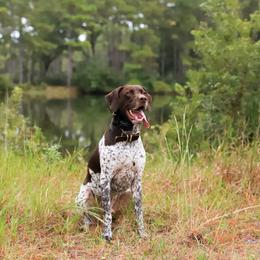 Remi - German Shorthaired Pointer