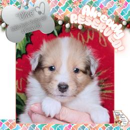 Girl 1 - Olive - Sable merle and white female Shetland Sheepdog puppy in Elberton, Georgia from Ioney's Southern Paws Shelties, Frenchies, and Yorkies