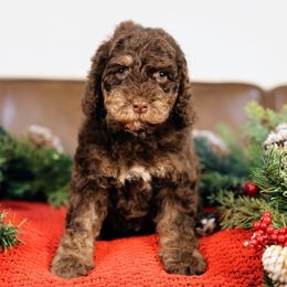 Clove - Brown female Bernedoodle puppy in Queen Creek, Arizona from Dulcito Doodles