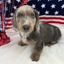 Cash - Blue and tan male Dachshund puppy in Waseca, Minnesota from Dragonfly Doxies