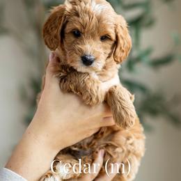 Cedar - Apricot male Goldendoodle puppy in Acton, Maine from Silver Pines Pups