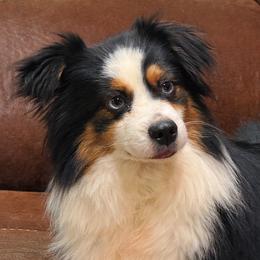 Toy Australian Shepherds from Cross Bar