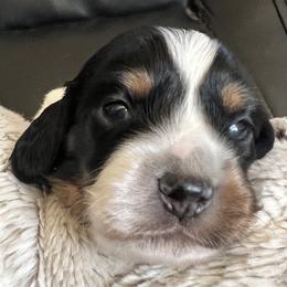 Ginger Bread - Black and tan male Dachshund puppy in Highland, California from BAES Teufelshunde