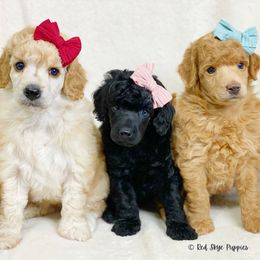 Cavalier King Charles Spaniel, Cavapoo, and Poodle Puppies from Red Skye Cavaliers and Cavapoos