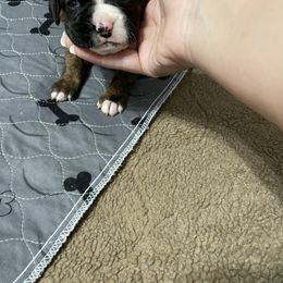 Boxer Puppies from Caprock Boxers