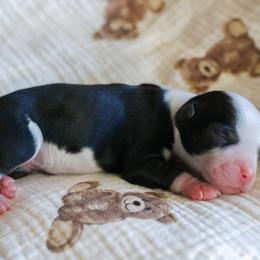 Finch - Black tri male Miniature Australian Shepherd puppy in Melbourne, Florida from True Spirited Aussies