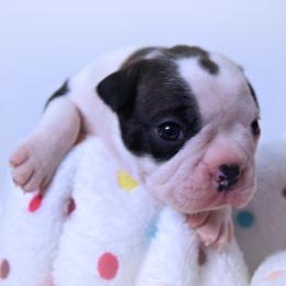 Baby Otis - Black brindle and white male Boston Terrier puppy in Kingsport, Tennessee from Sleepwalker Bostons