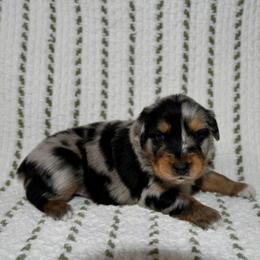Cedar - Blue merle male Australian Shepherd puppy in Stephenville, Texas from Rockin B Australian Shepherds
