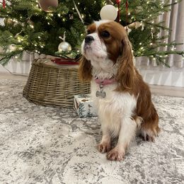Willa - Cavalier King Charles Spaniel