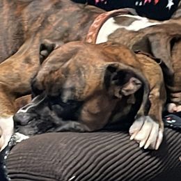 L - Boxer