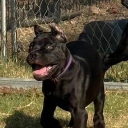 Girl one - Black female Cane Corso puppy in Granbury, Texas from Revolutions Kennel