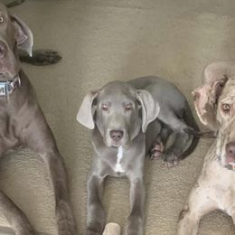 Bulldogs and Great Danes from Urban Danes