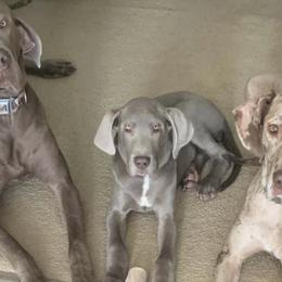 Bulldogs and Great Danes from Urban Danes