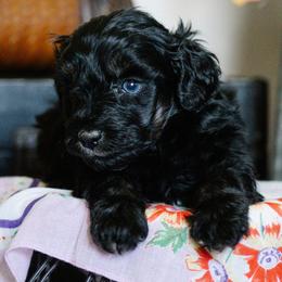 Rougarou - Black and tan male Schnoodle puppy in Grove, Oklahoma from Grand Lake Poodles & Doodles
