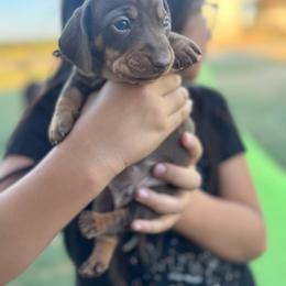 Rocky Road (Blue Collar) - Chocolate and tan male Dachshund puppy in Turlock, California from Dandelion Dachshund